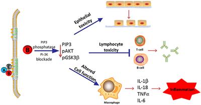 The Cytolethal Distending Toxin Contributes to Microbial Virulence and Disease Pathogenesis by Acting As a Tri-Perditious Toxin